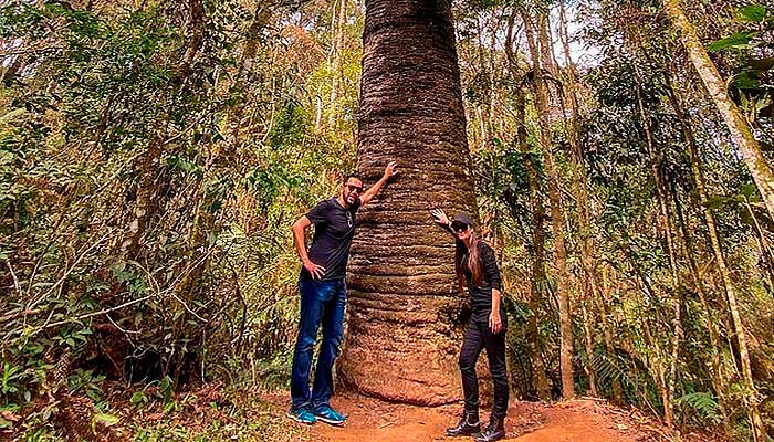 Conheça tudo sobre a trilha do Pinheiro Velho em Monte Verde